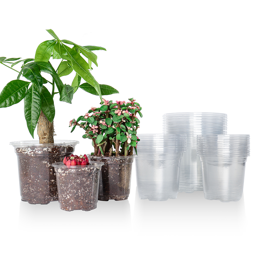 Sphagnum Moss Bag - 30 Packs 3.5/4/5 Inch Clear Nursery