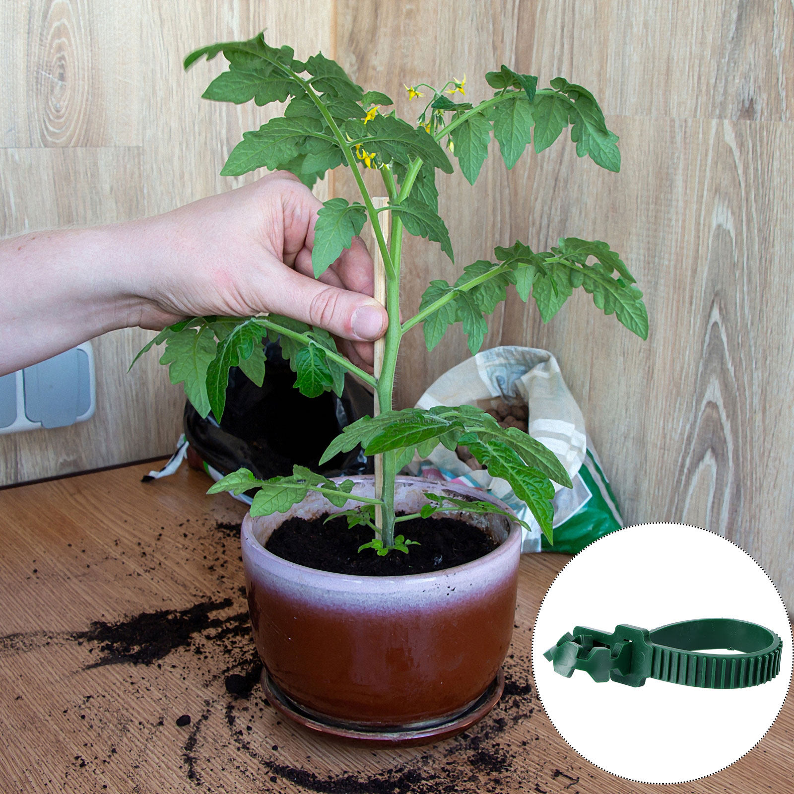 20Pcs Vine Fixing Buckle Garde - огляд і ціна Bonsai Garden Tree